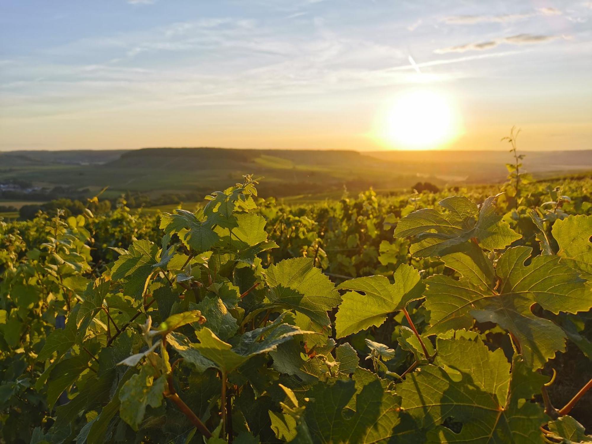 Hostellerie Briqueterie & Spa Champagne Vinay  Exterior foto Vineyards in the Moselle region